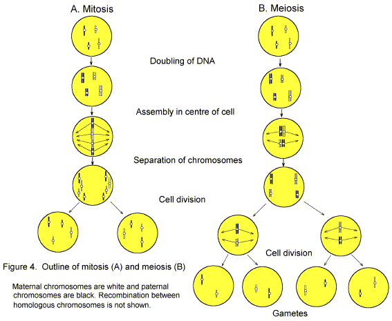 steps of meiosis. January 31, 2010