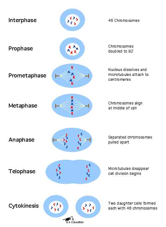 Mitosis Phases Diagram